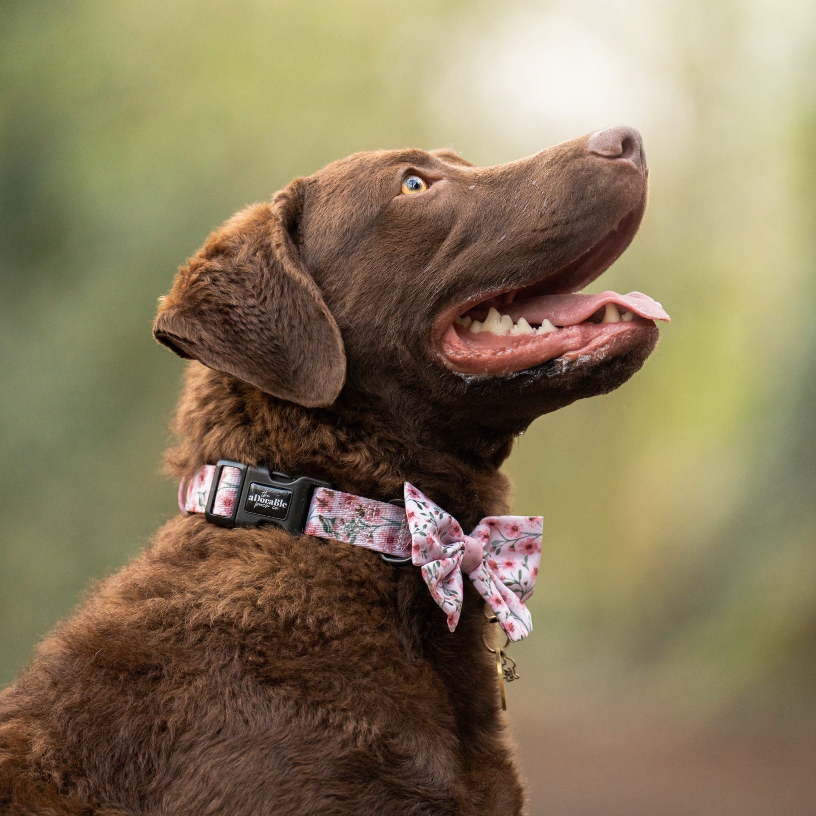 Brown dog wearing a floral bow tie collar with a blurred green background