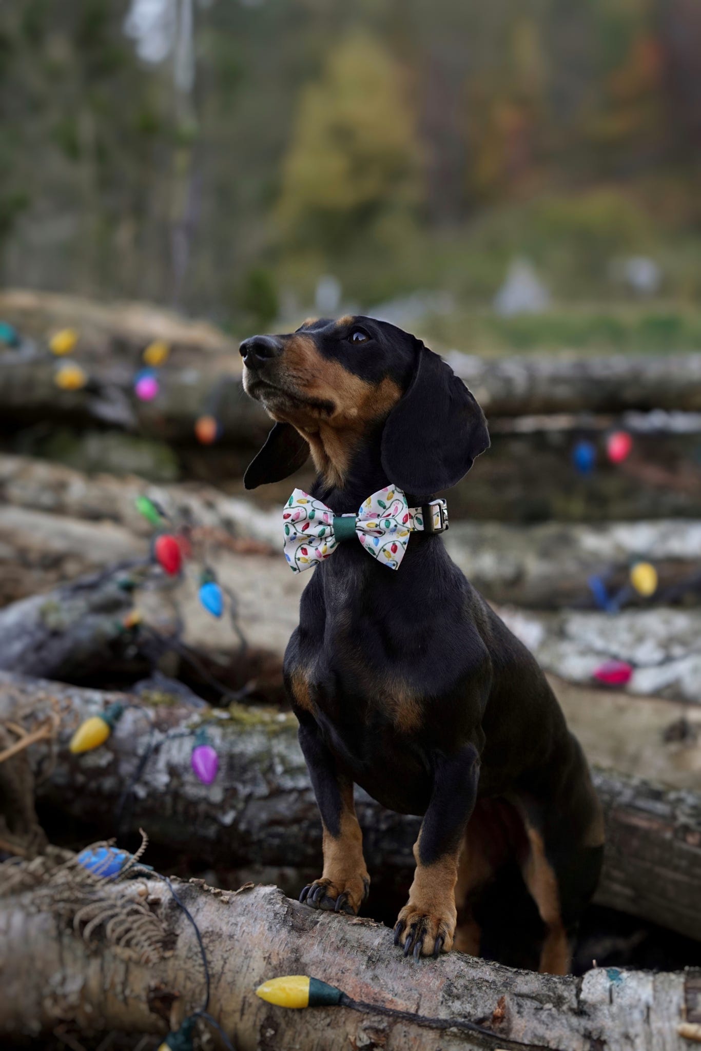 Bow Tie - Festive Lights