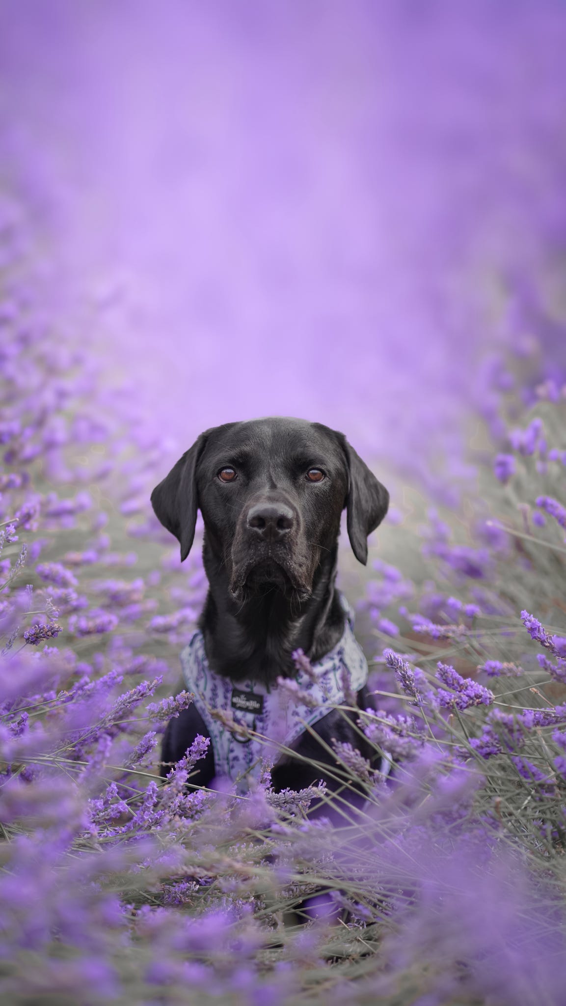 Adjustable Harness - Lavender Haze - XS - SECONDS