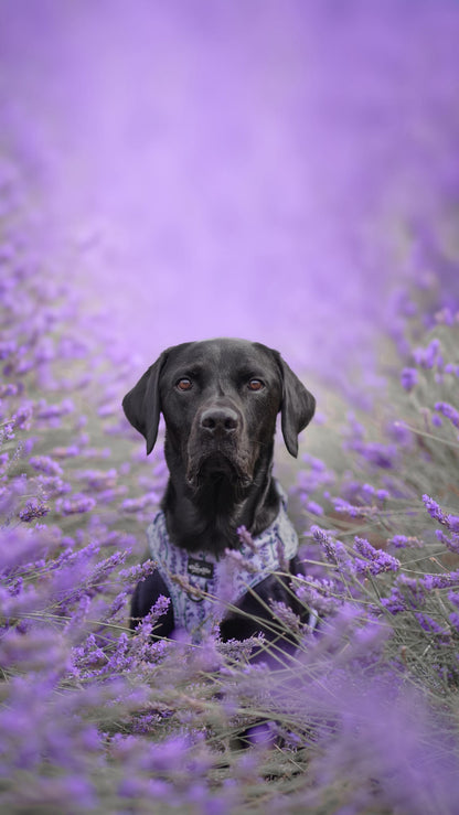 Adjustable Harness - Lavender Haze - XS - SECONDS