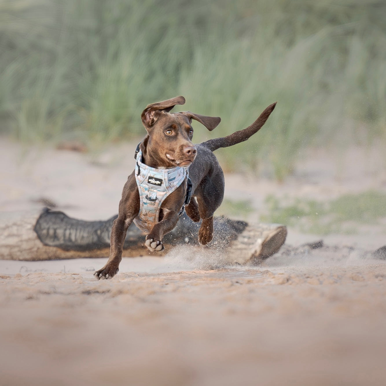 Hike & Go Lite™ Harness - Coastal Beach Grass