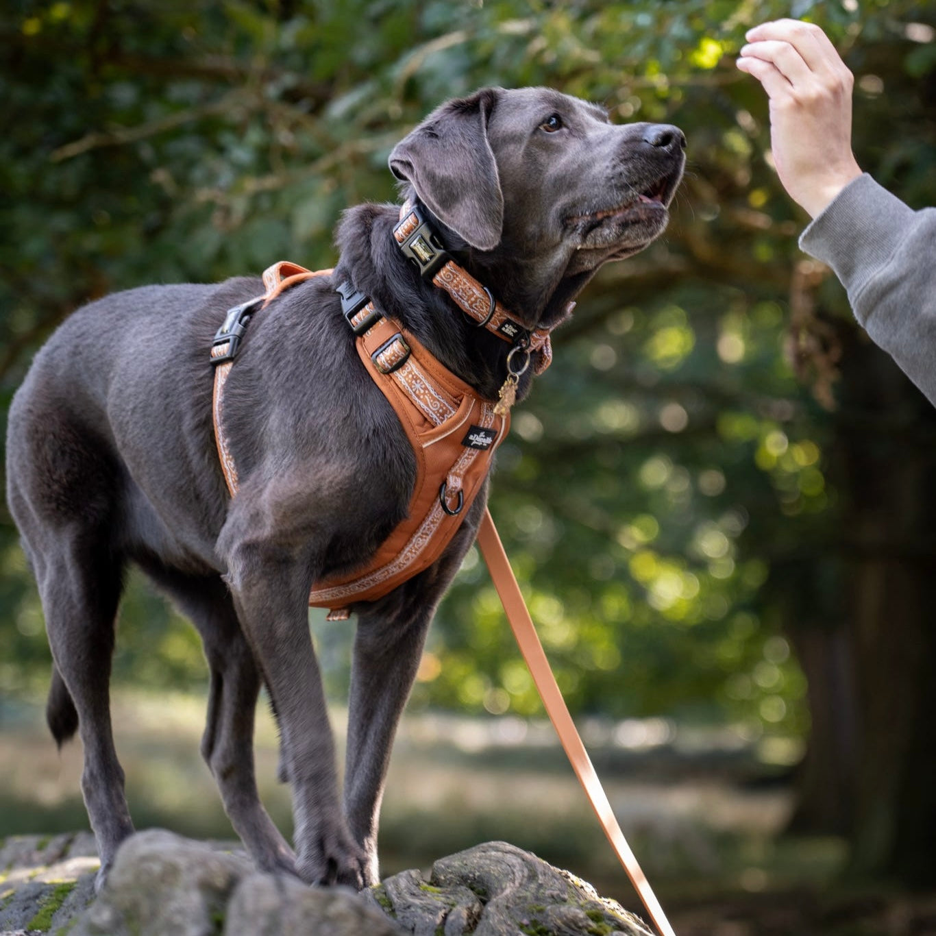 Hike & Go™ Harness - Gingerbread Frosting