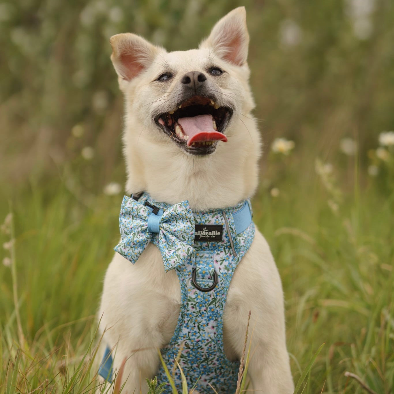 Dog Sailor Bow Tie - Flourishing Forget-Me-Nots