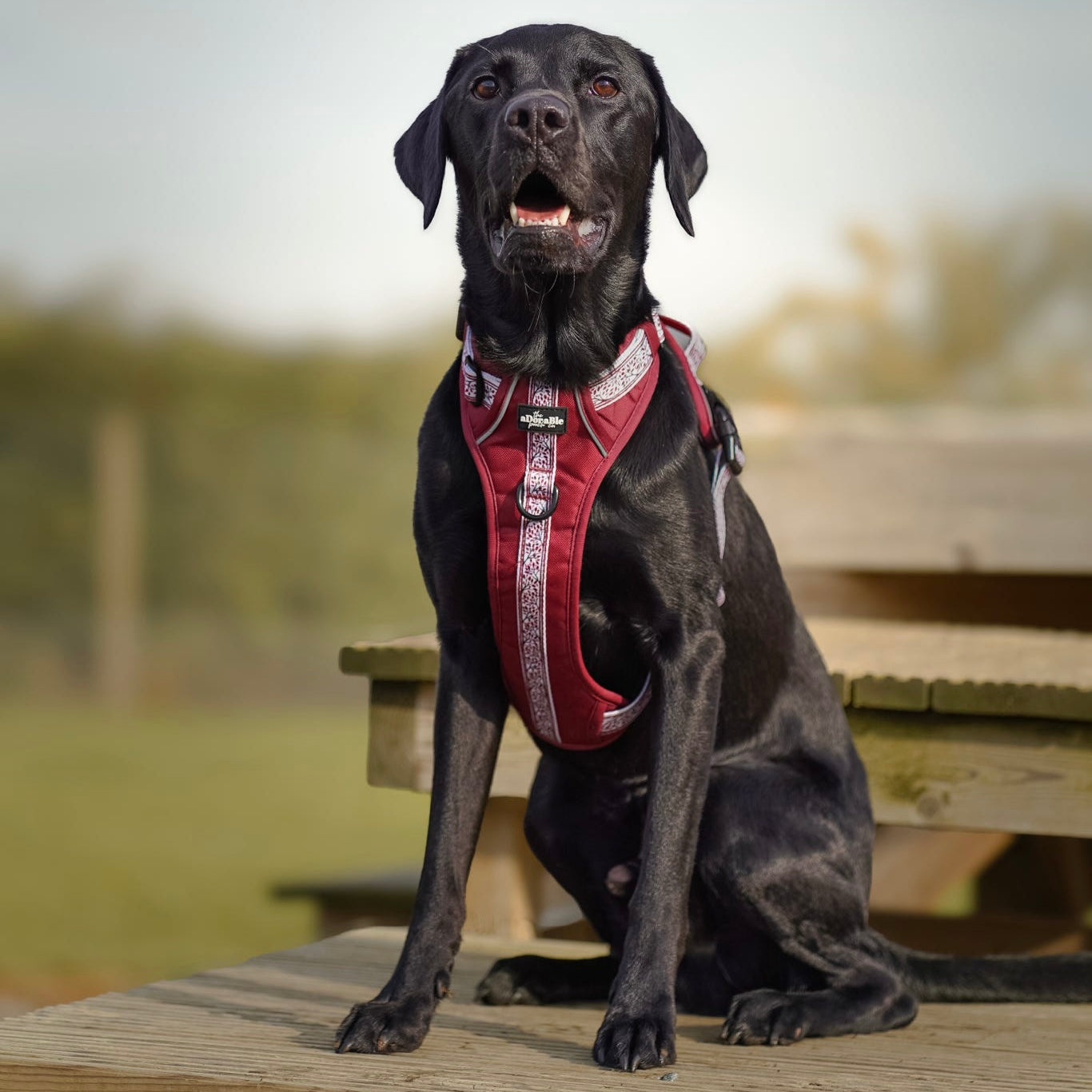 Hike & Go™ Harness - Cherrywood Ivy