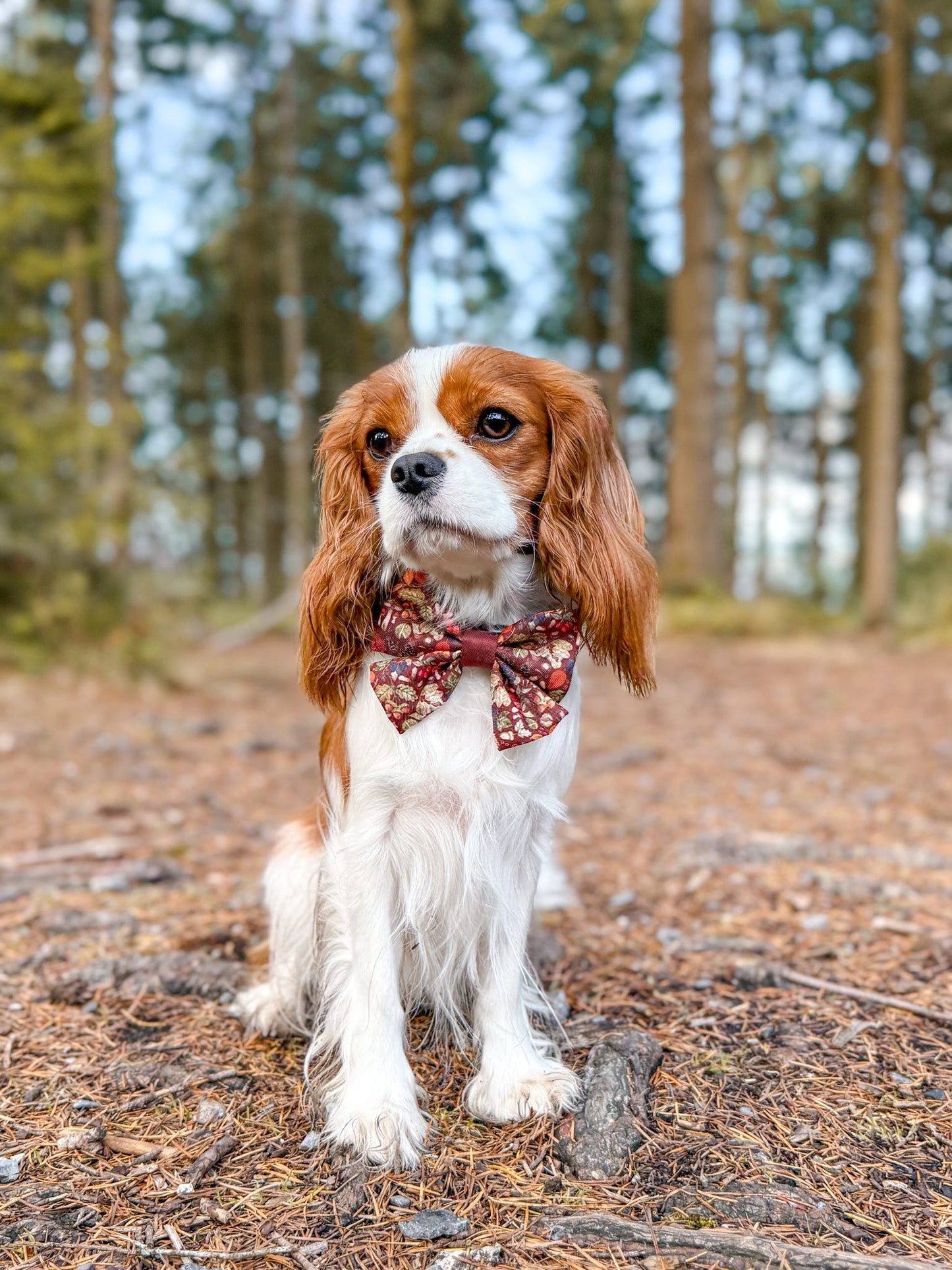 Sailor Bow Tie - Foragers Forest