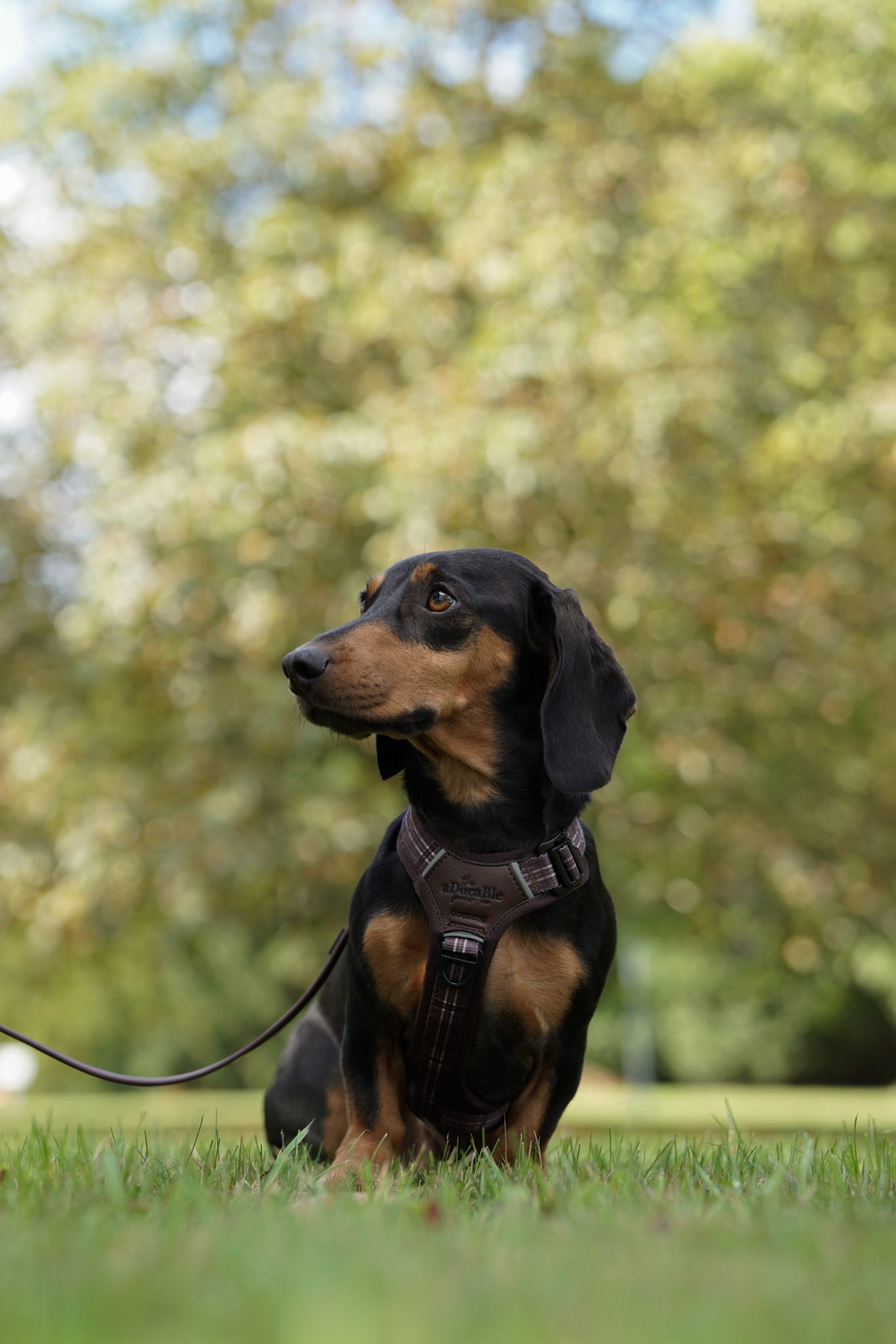 Streamline Pro™ Dog Harness - Heritage Collection - Truffle Brown
