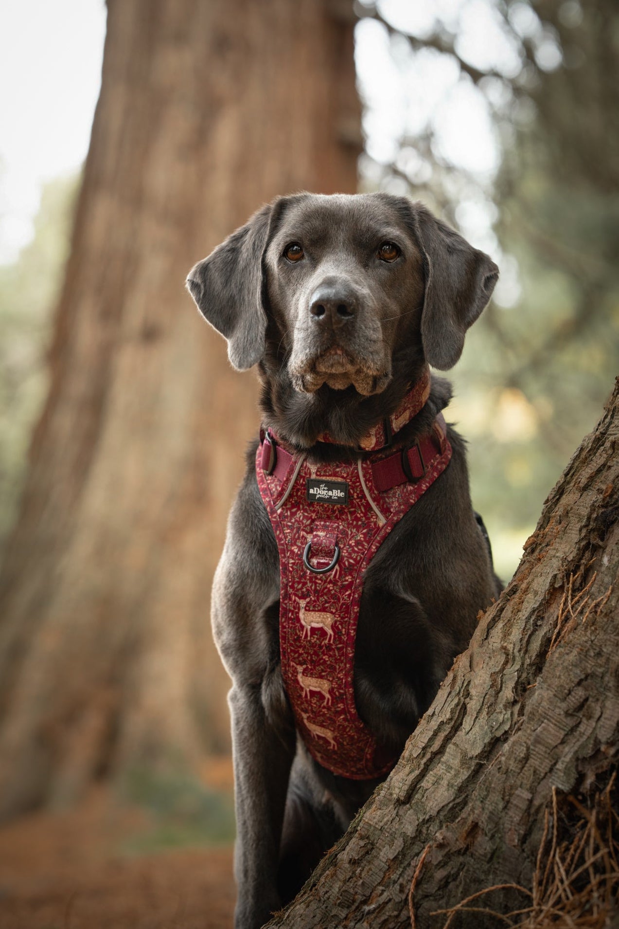 Hike & Go Lite™ Harness - Winter Fawn
