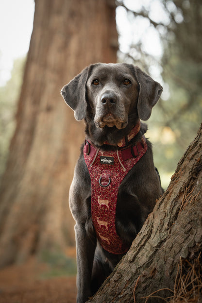 Hike & Go Lite™ Harness - Winter Fawn