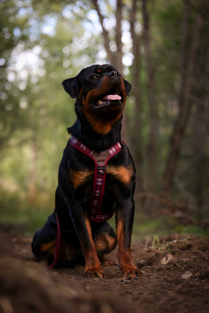 Streamline Pro™ Dog Harness - Heritage Collection - Merlot Manor