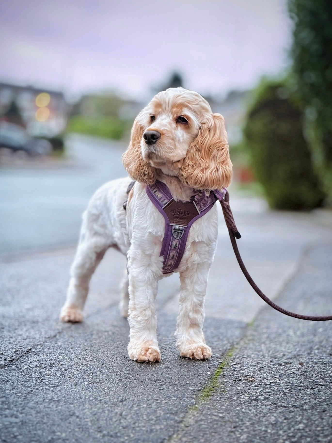 Streamline Pro™ Dog Harness - Moonlit Pines