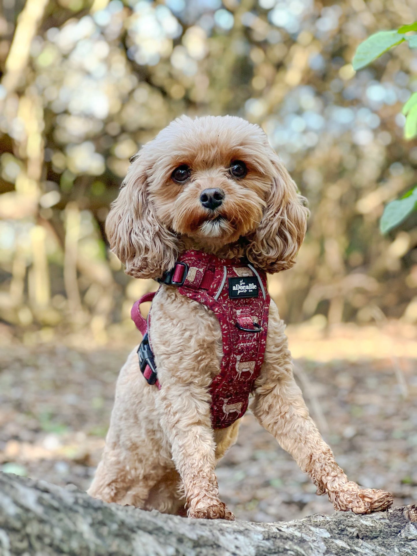 Hike & Go Lite™ Harness - Winter Fawn