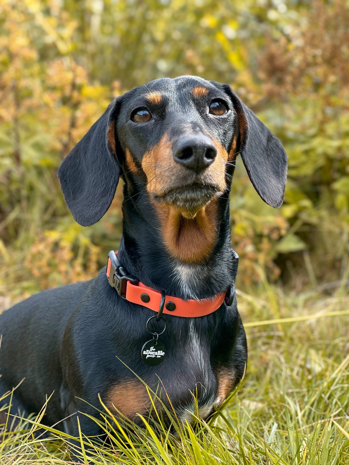 HydroFlex Lite™ Dog Collar - Burnt Orange