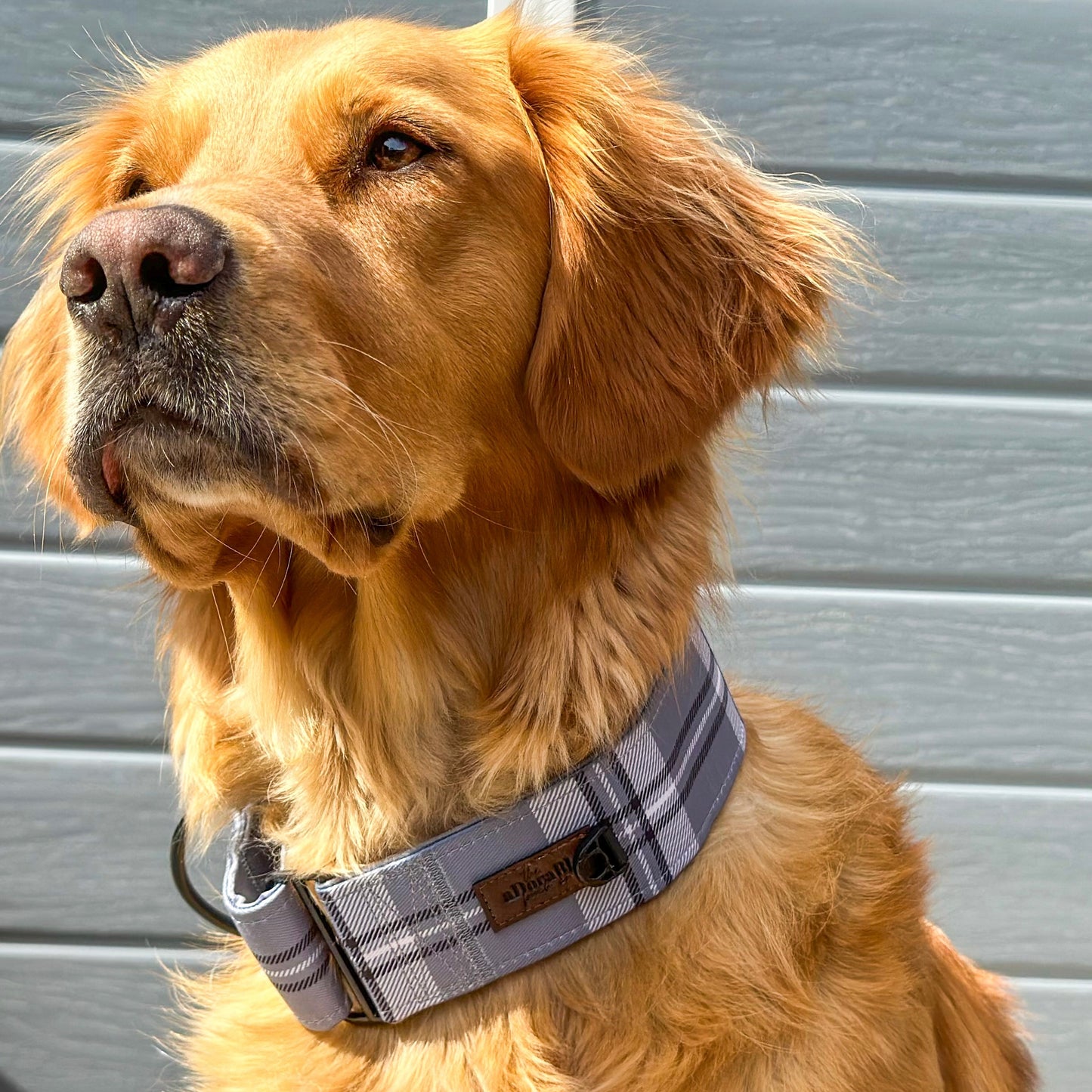 Heritage Martingale Collar - Gunsmoke Grey