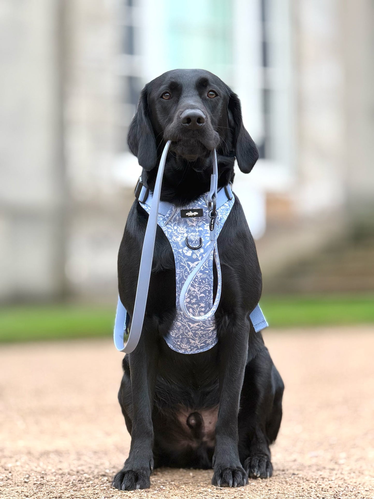 Black dog wearing Laura Ashley Shepherd's Purse blue harness and lead sitting on a path with a blurred background