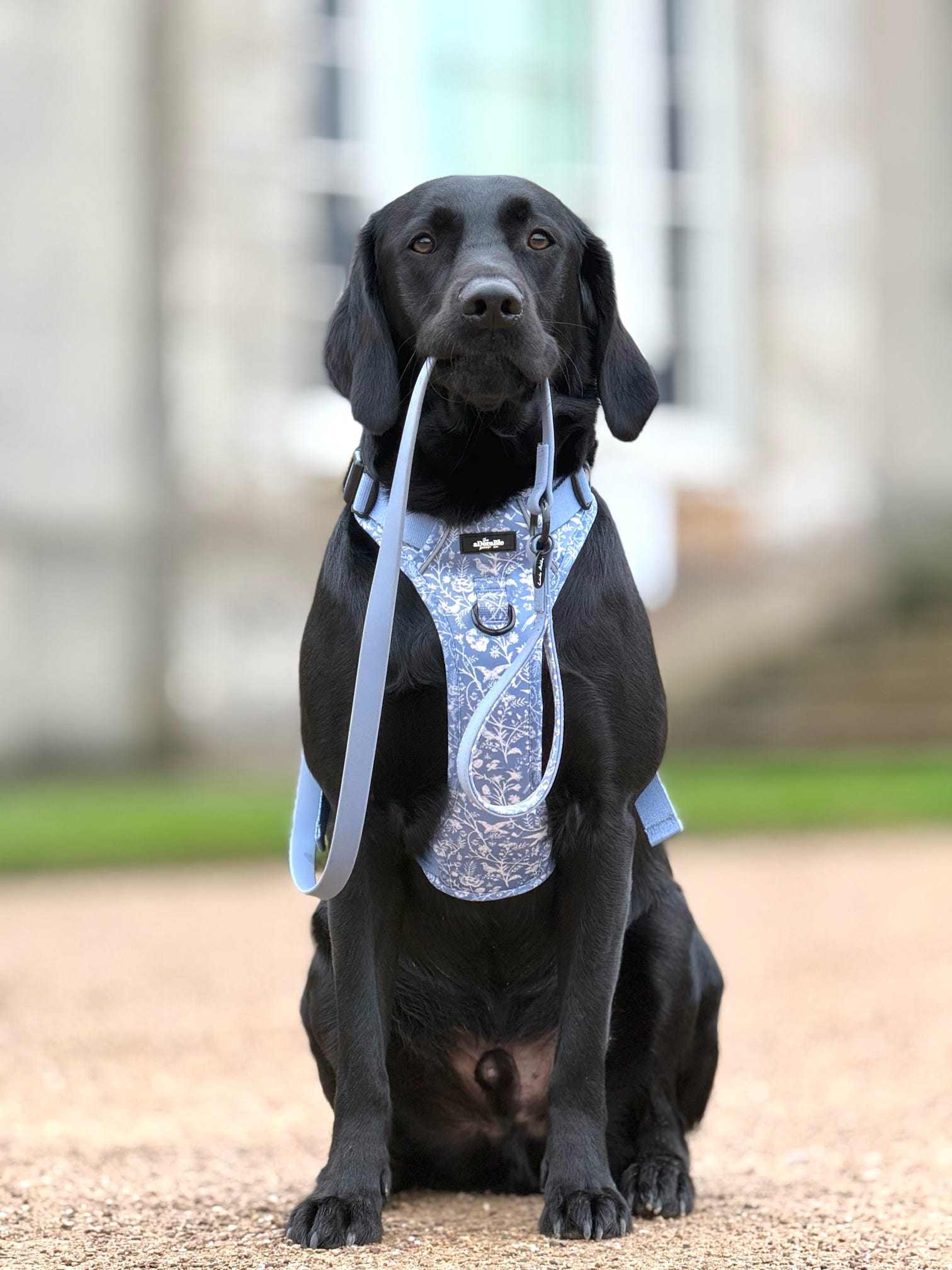 Black dog wearing Laura Ashley Shepherd's Purse blue harness and lead sitting on a path with a blurred background