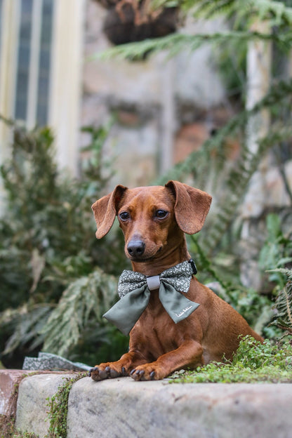 Small dog wearing a sailor bow tie sitting on a stone ledge with greenery in the background