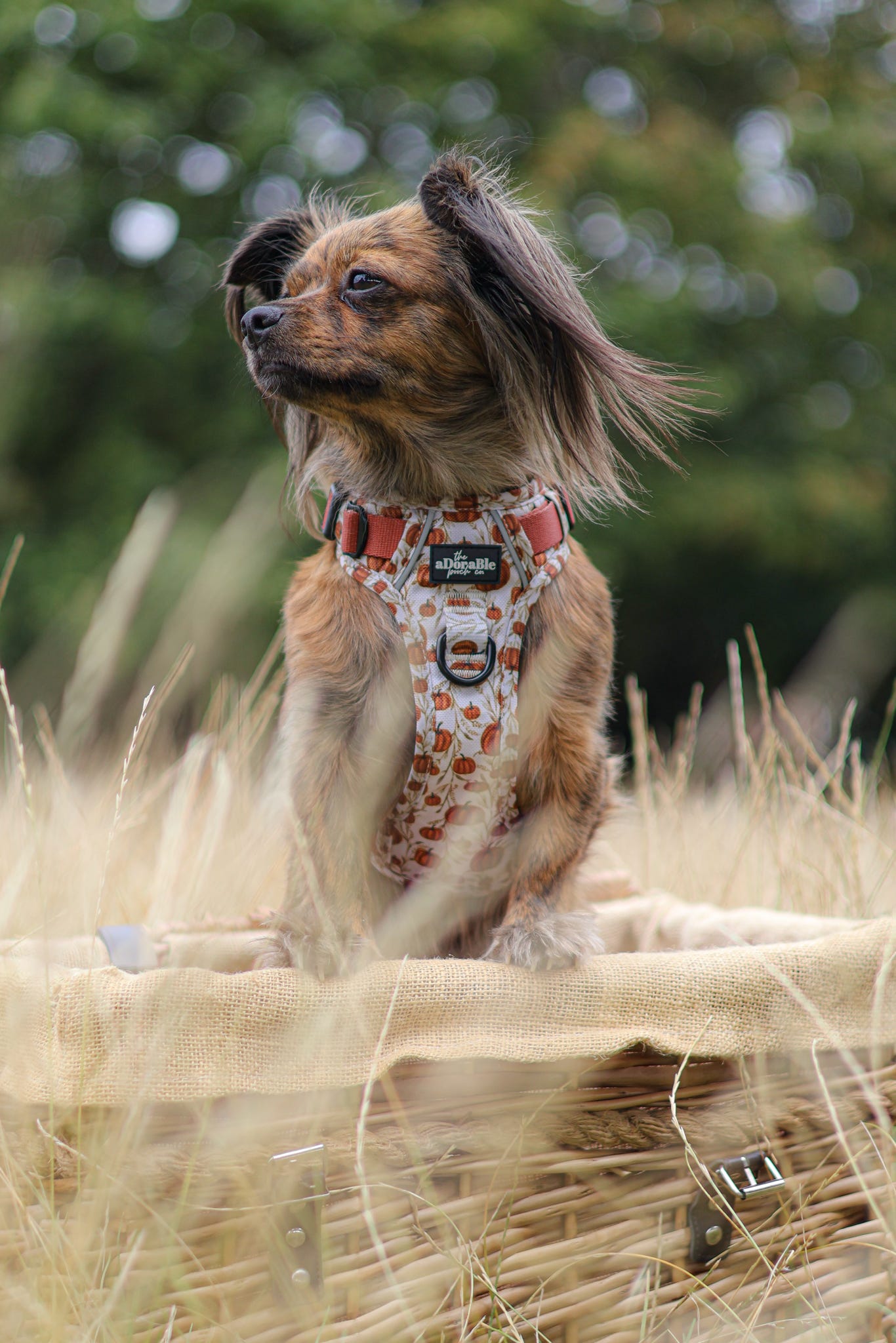 Hike & Go™ Harness - Pumpkin Farm