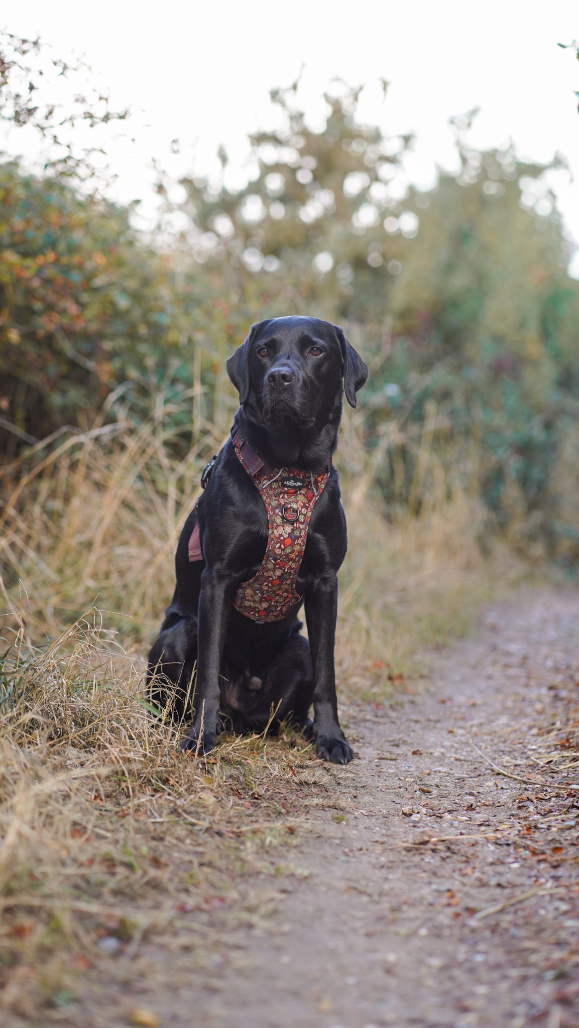 Hike & Go™ Harness - Foragers Forest