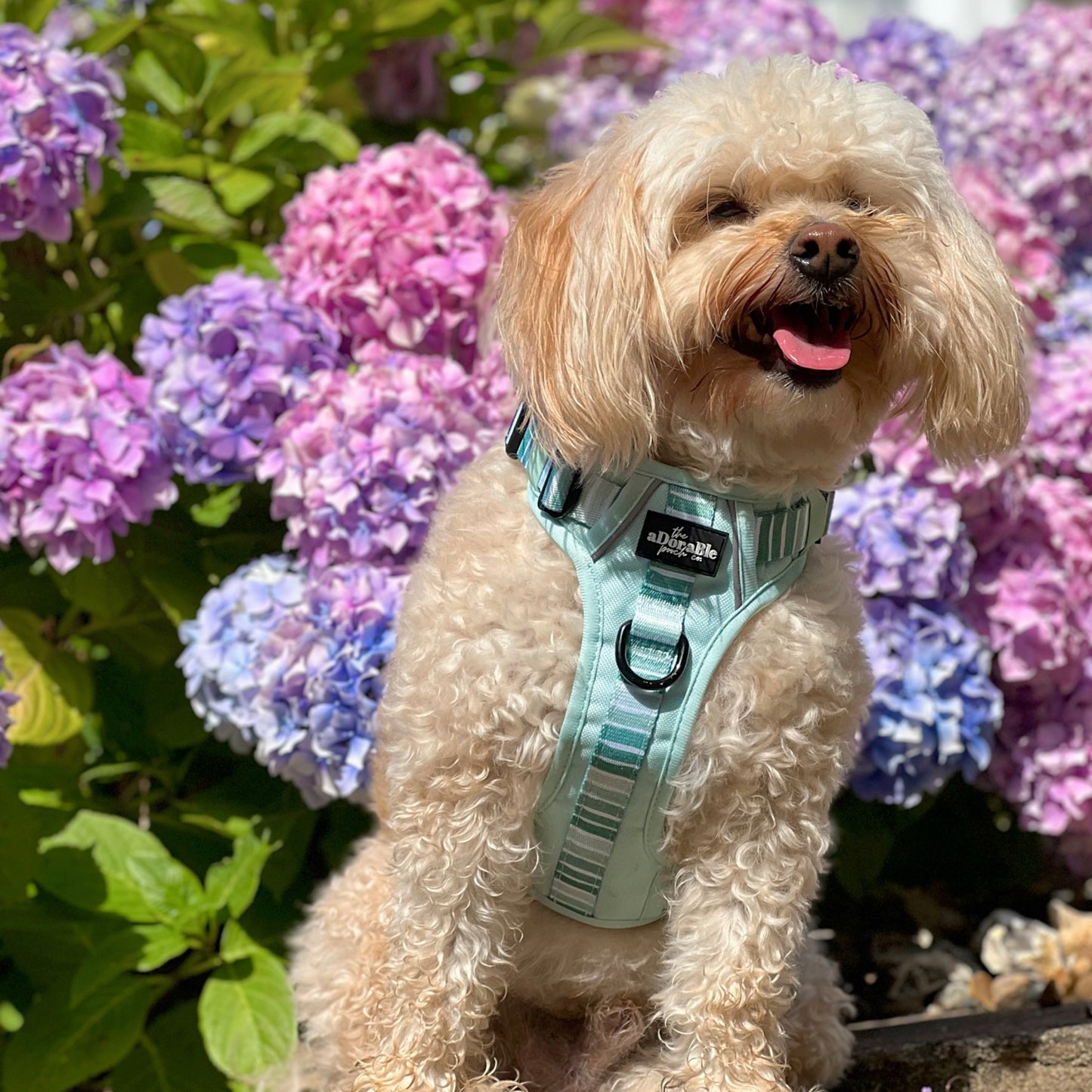 Hike & Go™ Harness - Hint Of Mint