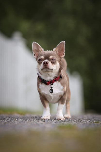 HydroFlex Lite™ Dog Collar - Mulberry