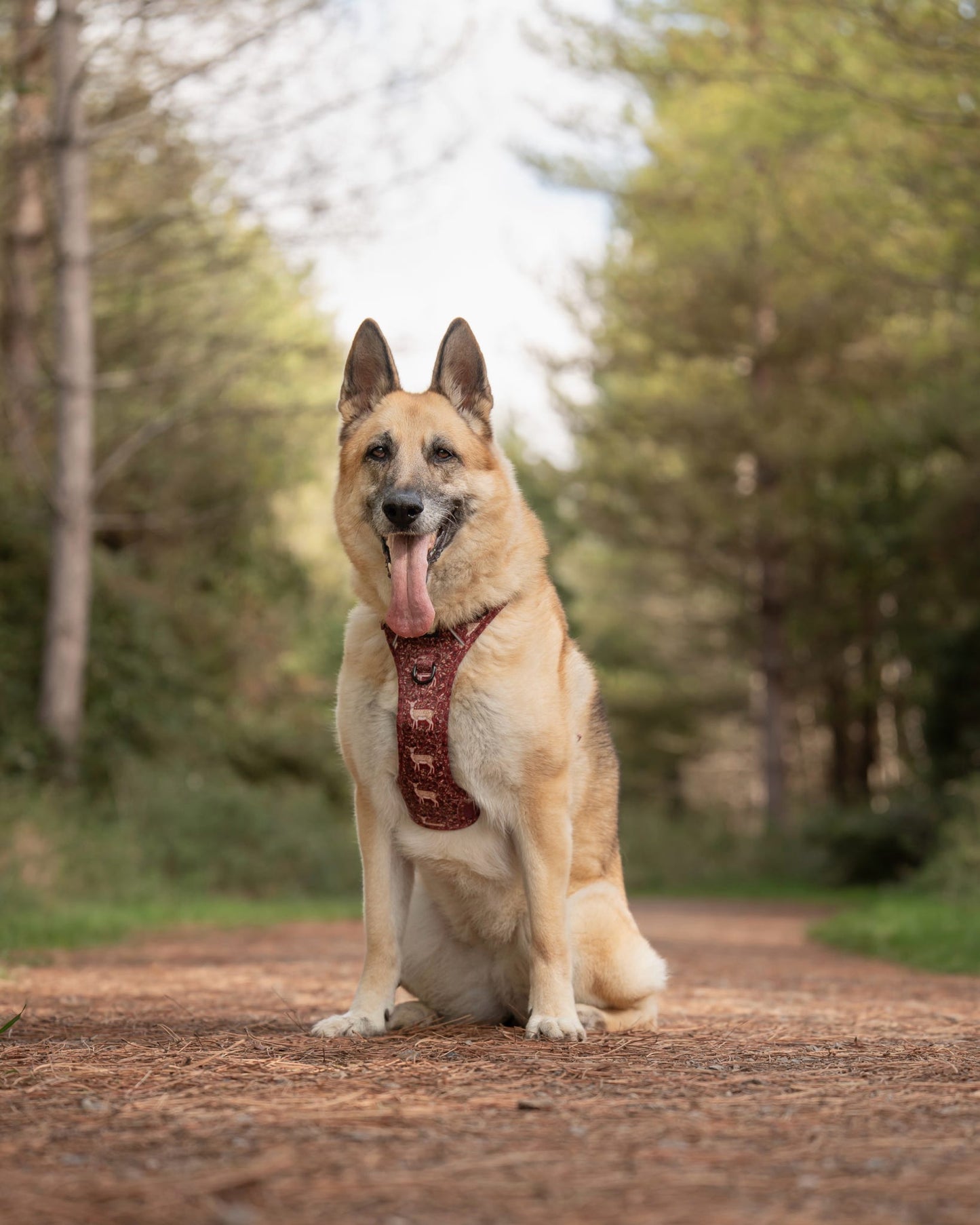 Hike & Go Lite™ Harness - Winter Fawn