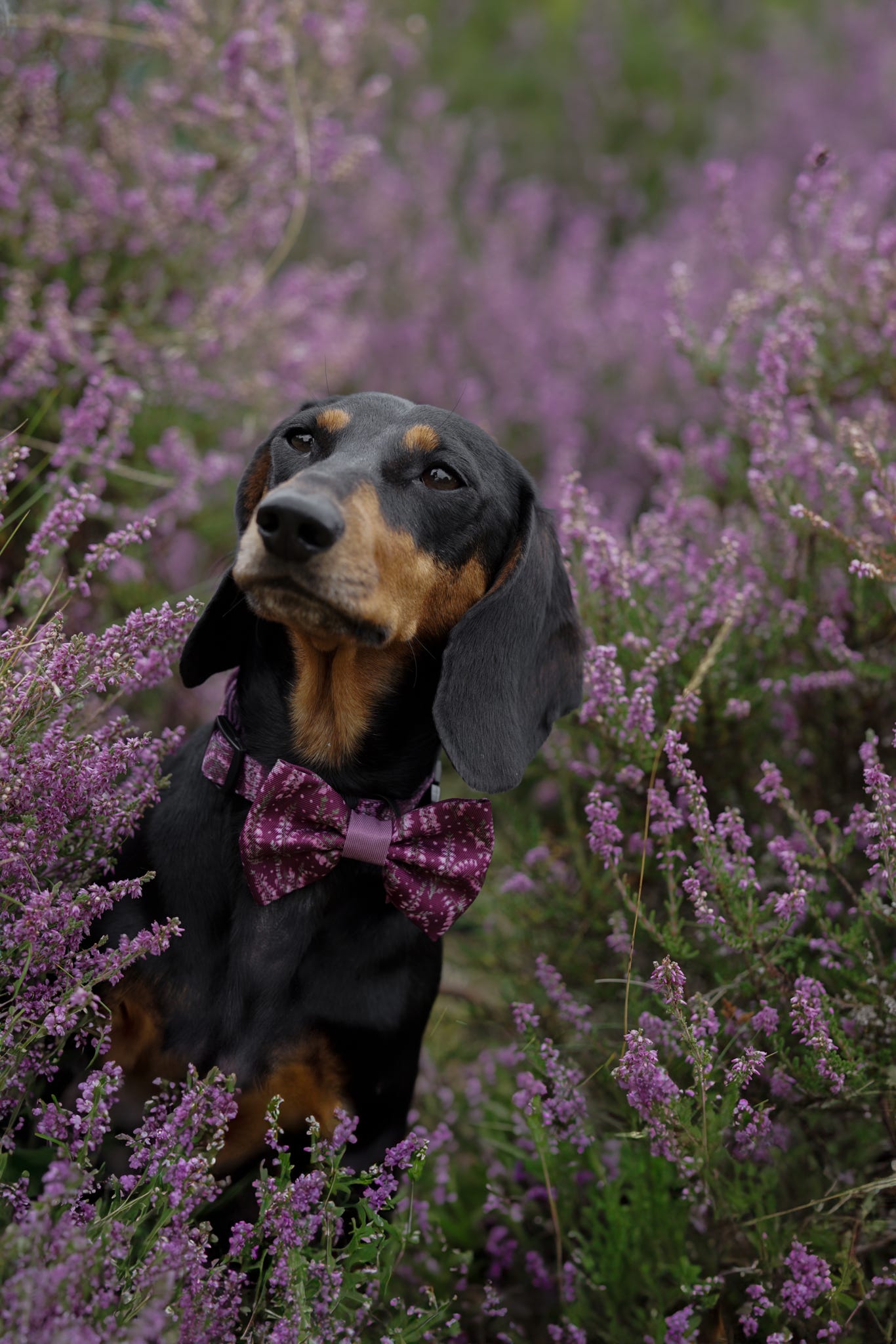 Bow Tie - Highland Heather