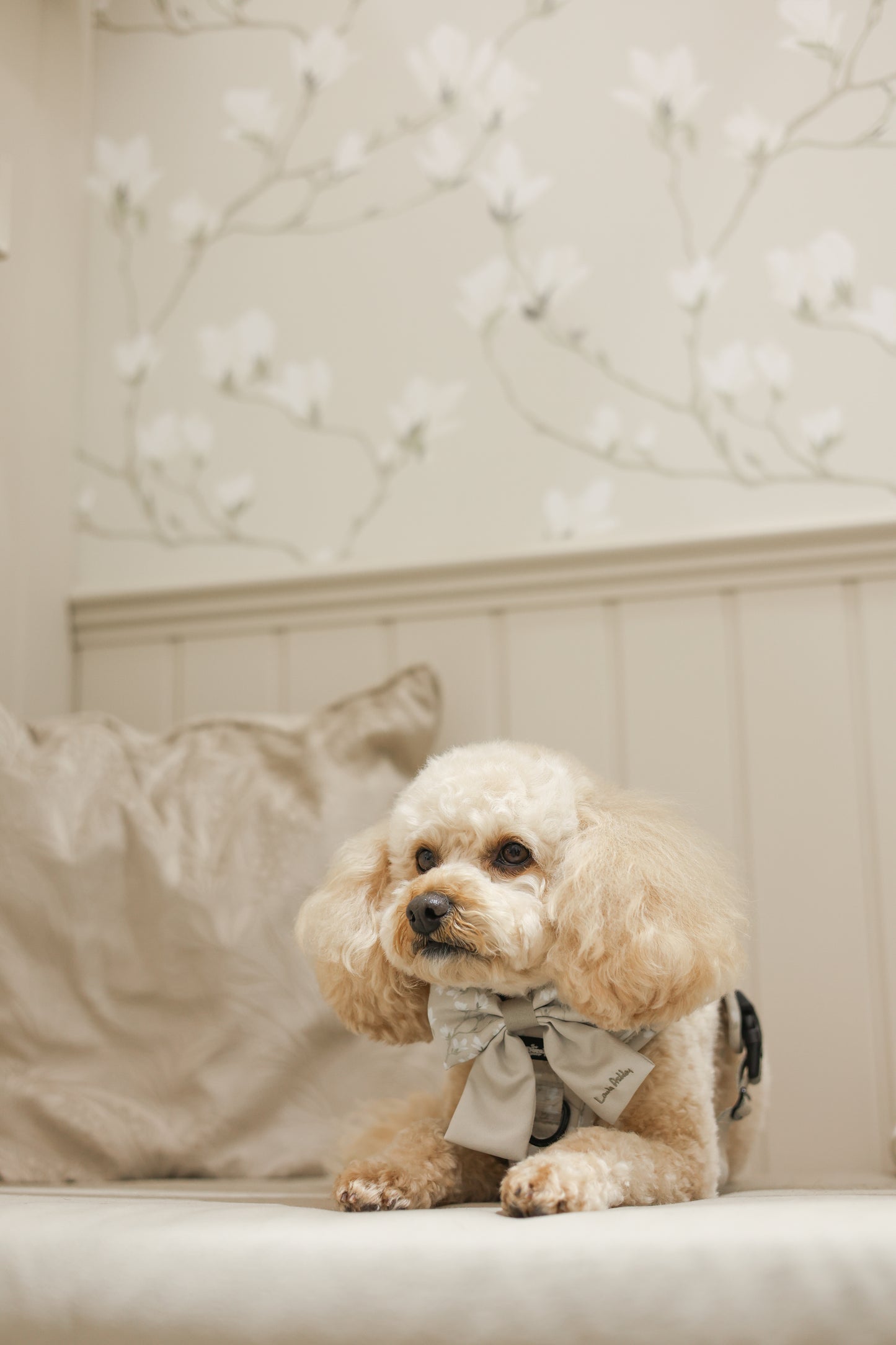 Small dog wearing a sailor bow tie sitting on a bench against a coordinating wallpapered wall.