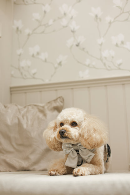 Small dog wearing a sailor bow tie sitting on a bench against a coordinating wallpapered wall.