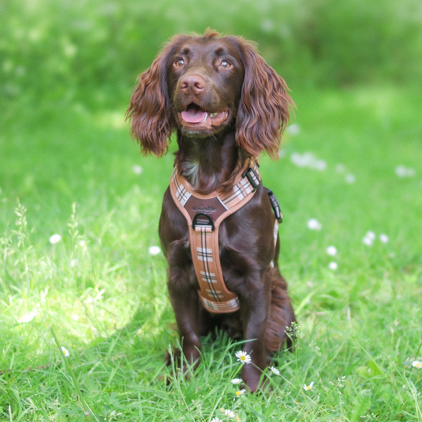 Streamline Pro™ Dog Harness - Heritage Collection - Butterscotch Biscuit