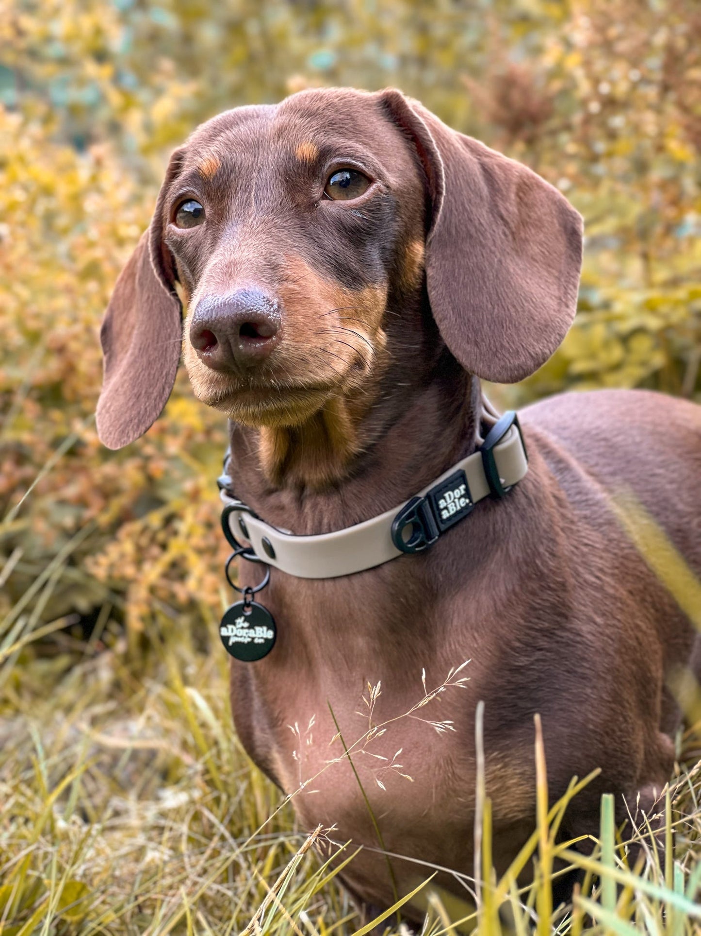 HydroFlex Lite™ Dog Collar - Stone