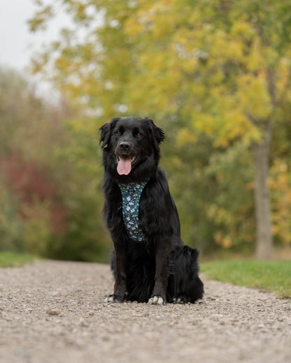 Hike & Go Lite™ Harness - Twelve Days