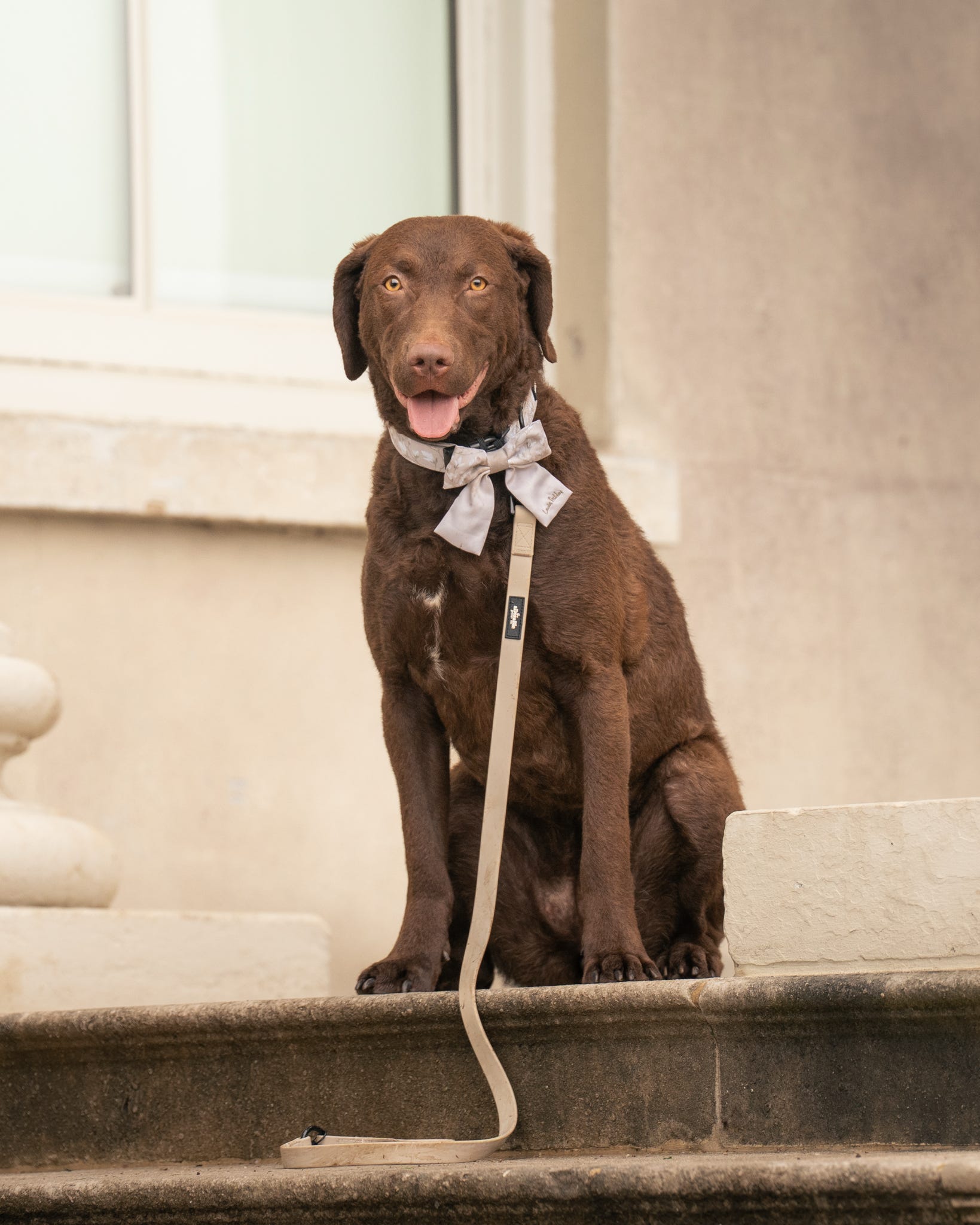 Brown dog sitting on steps wearing a coordinating lead and sailor bow tie from the Laura Ashley Magnolia Grove collection