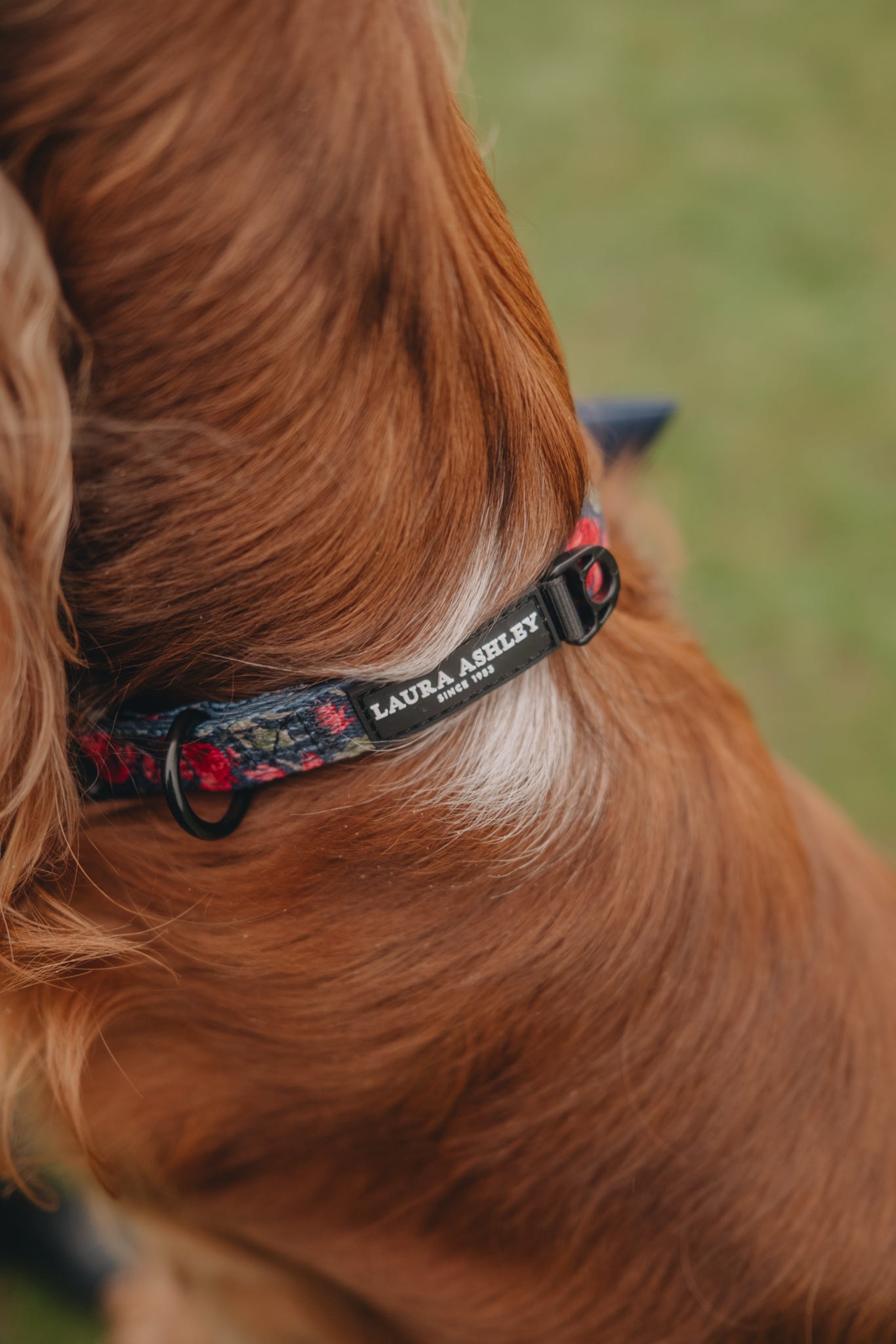 Laura Ashley Dog Collar - Gosford Meadow