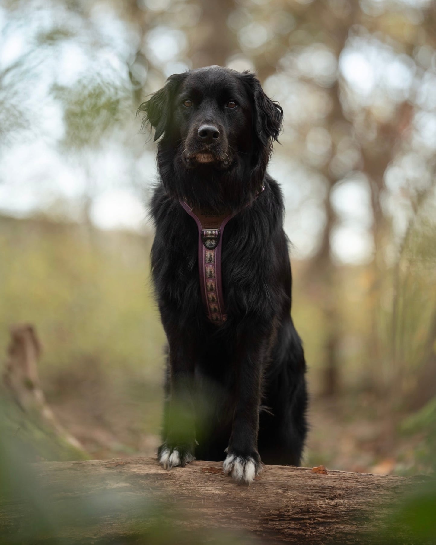 Streamline Pro™ Dog Harness - Moonlit Pines