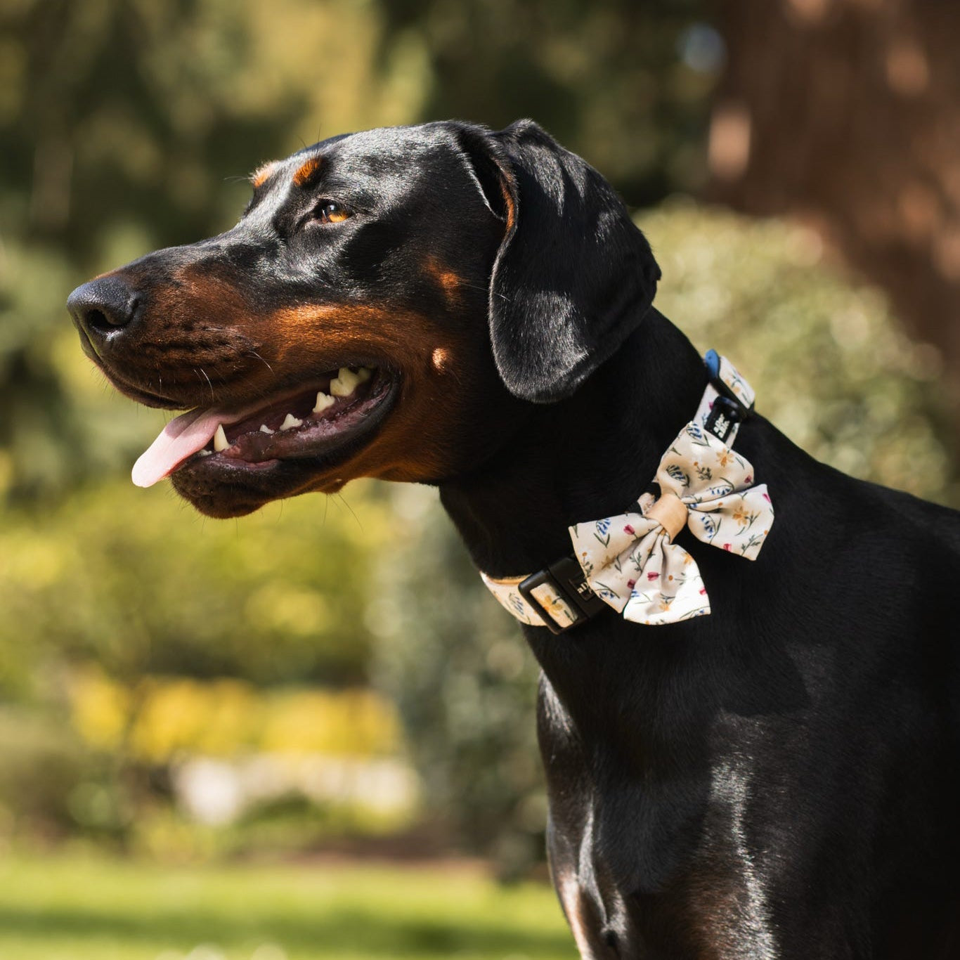 Dog Collar - Spring Garden