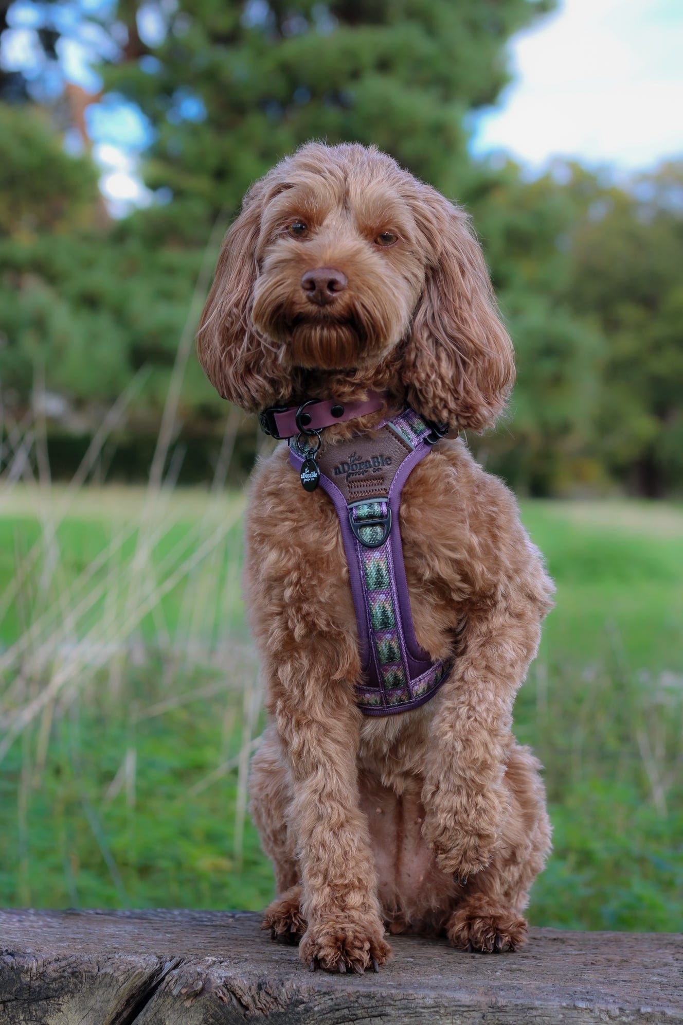 Streamline Pro™ Dog Harness - Moonlit Pines