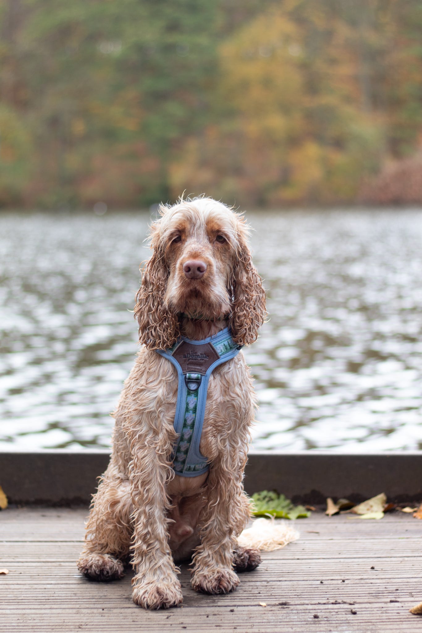 Streamline Pro™ Dog Harness - Daydream Heights