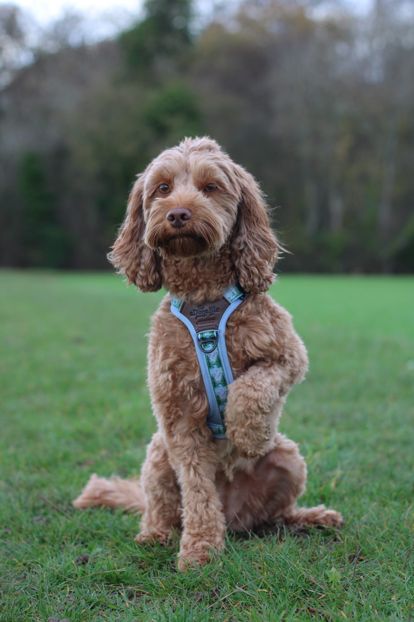 Streamline Pro™ Dog Harness - Daydream Heights