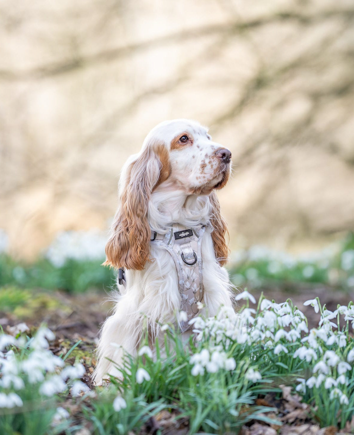 Laura Ashley Dog Harness - Magnolia Grove