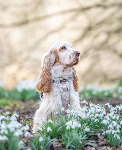 Laura Ashley Dog Harness - Magnolia Grove