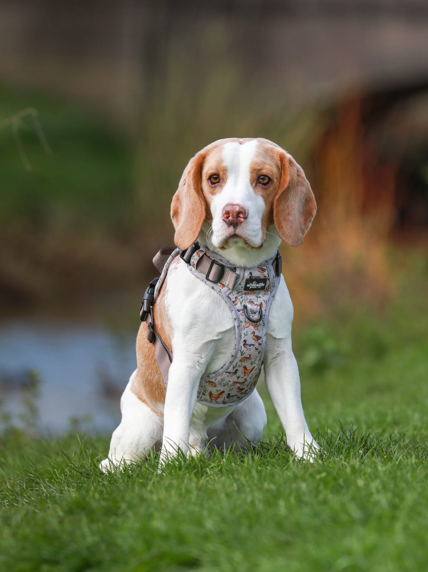 Hike & Go Lite™ Harness - Cotswold Cottage