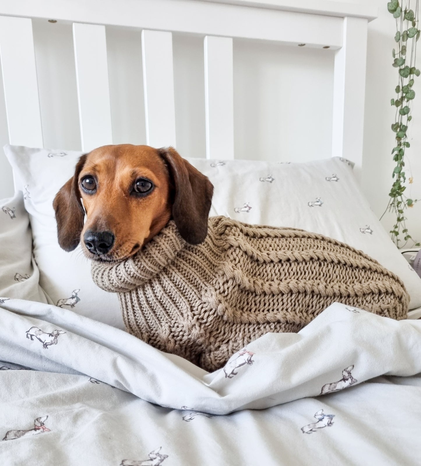 Hand Knitted Dachshund Jumper - Mocha