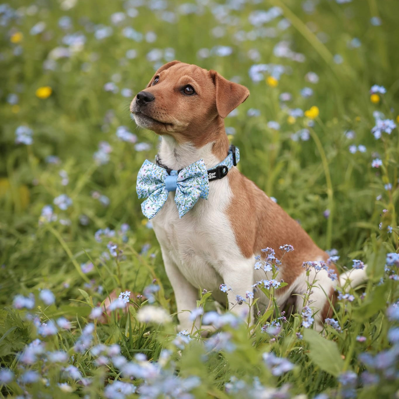 Dog Sailor Bow Tie - Flourishing Forget-Me-Nots