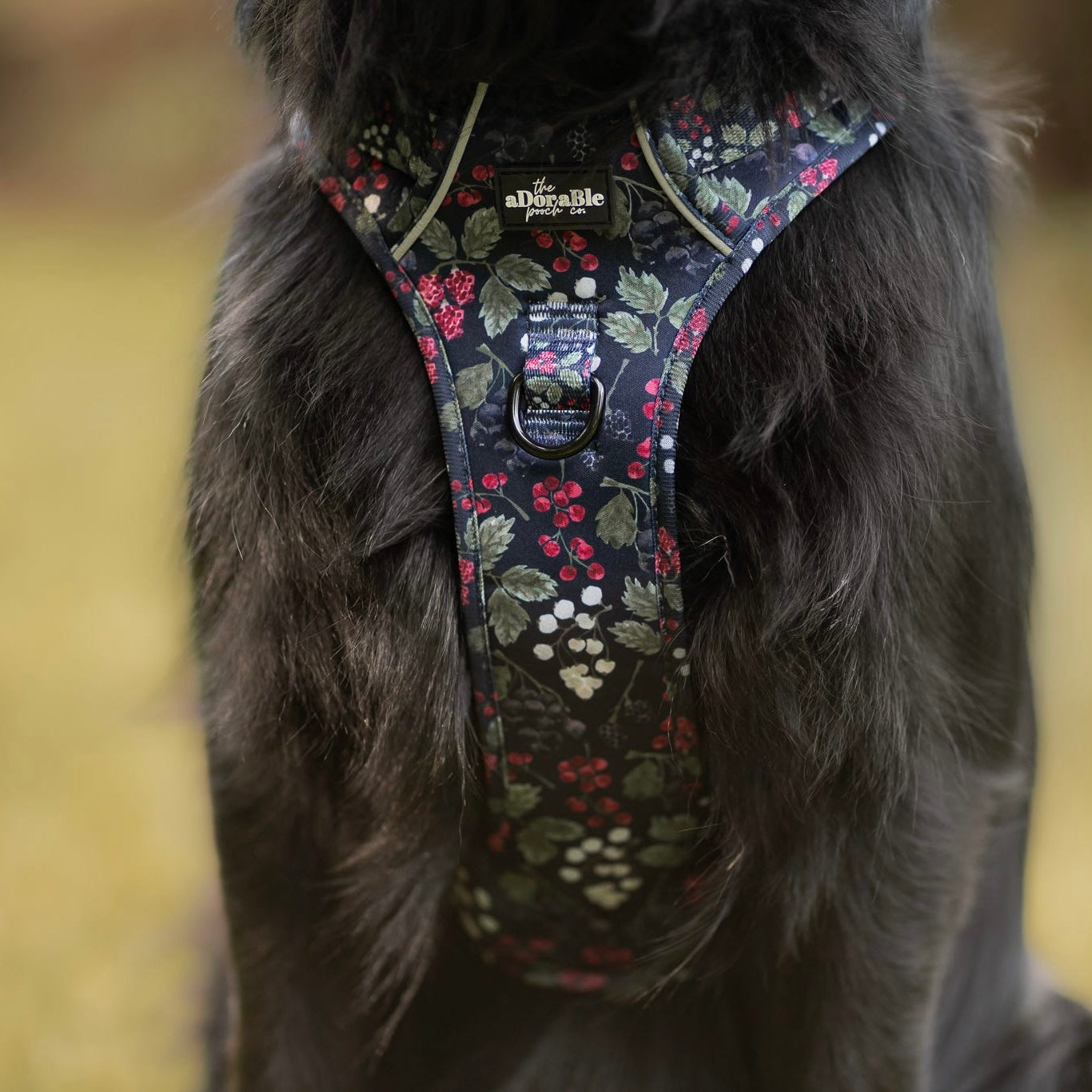 Hike & Go Lite™ Harness - Bramble Berry