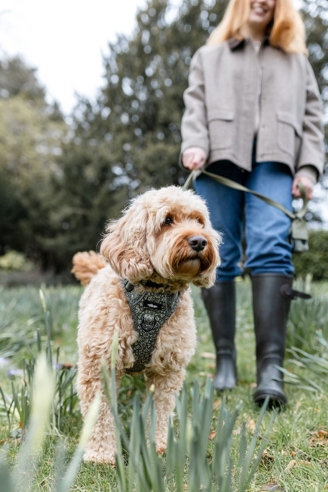 Laura Ashley Dog Harness - Sweet Alyssum