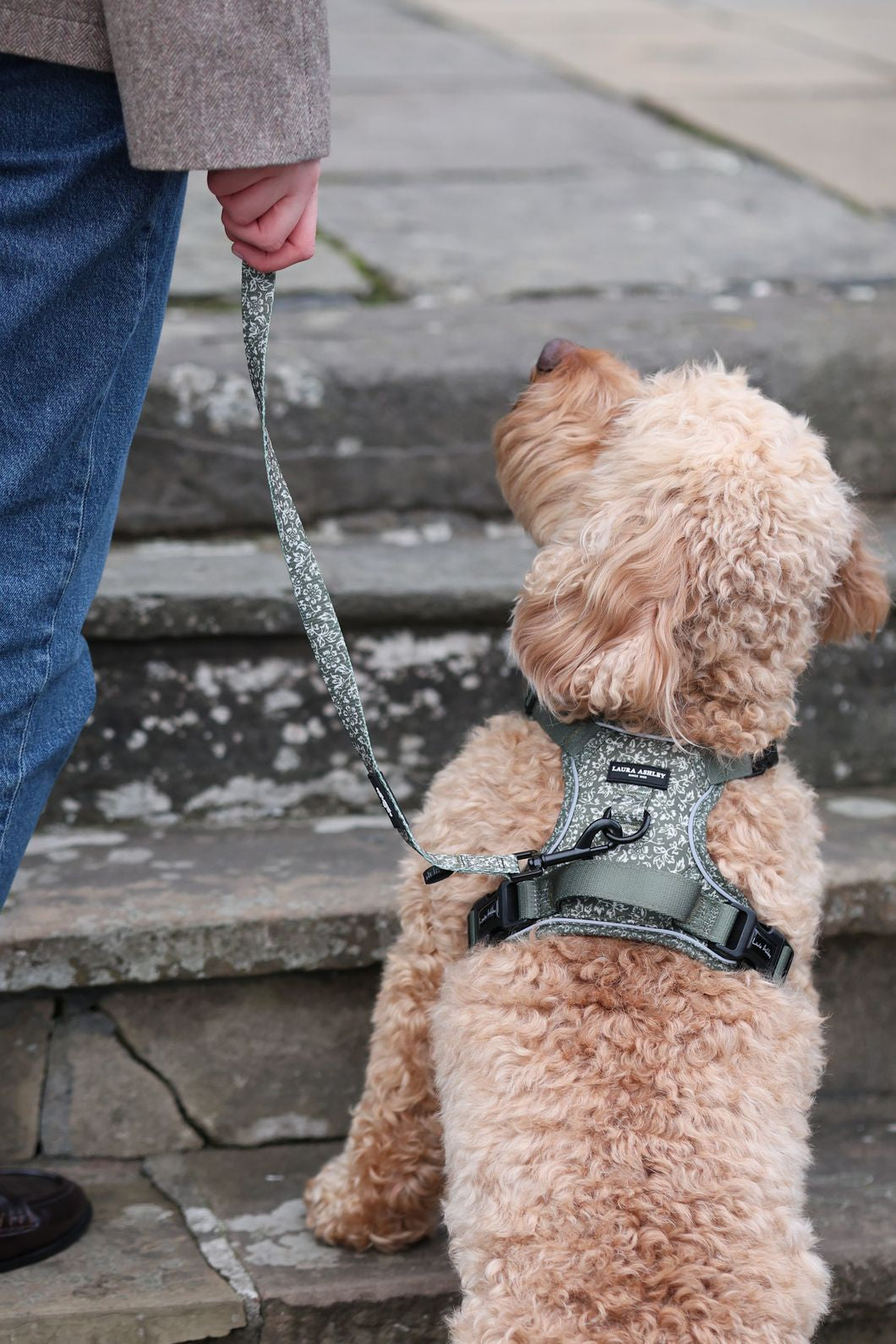 Laura Ashley Dog Harness - Sweet Alyssum