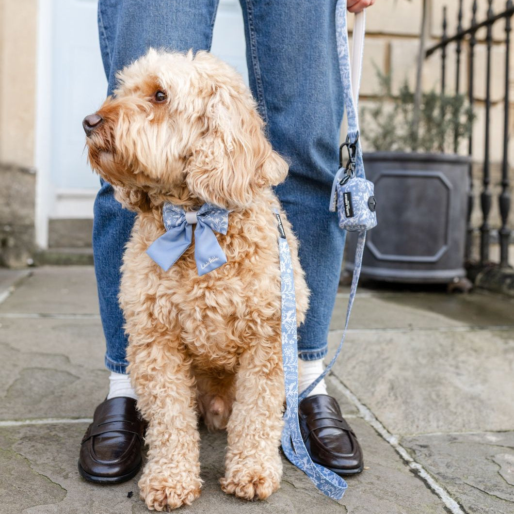 Dog wearing a blue Shepherd's Purse sailor bow tie and scarf on a leash, standing on a sidewalk.