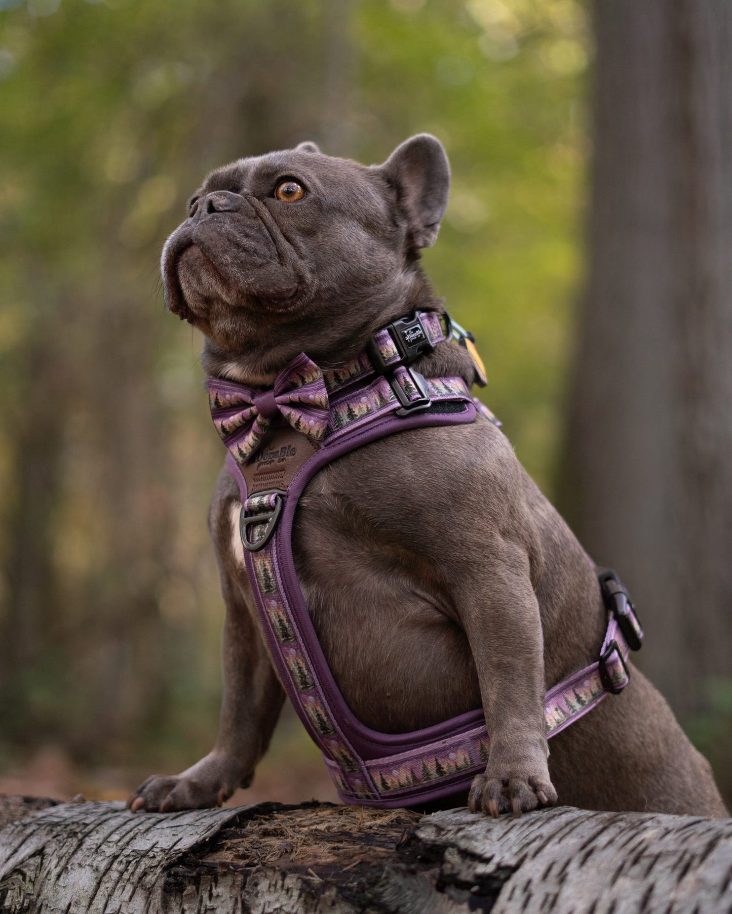 Dog wearing a purple harness and bow tie sitting on a log in a forest