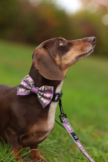 Dog wearing a purple bow tie and harness in a grassy outdoor setting