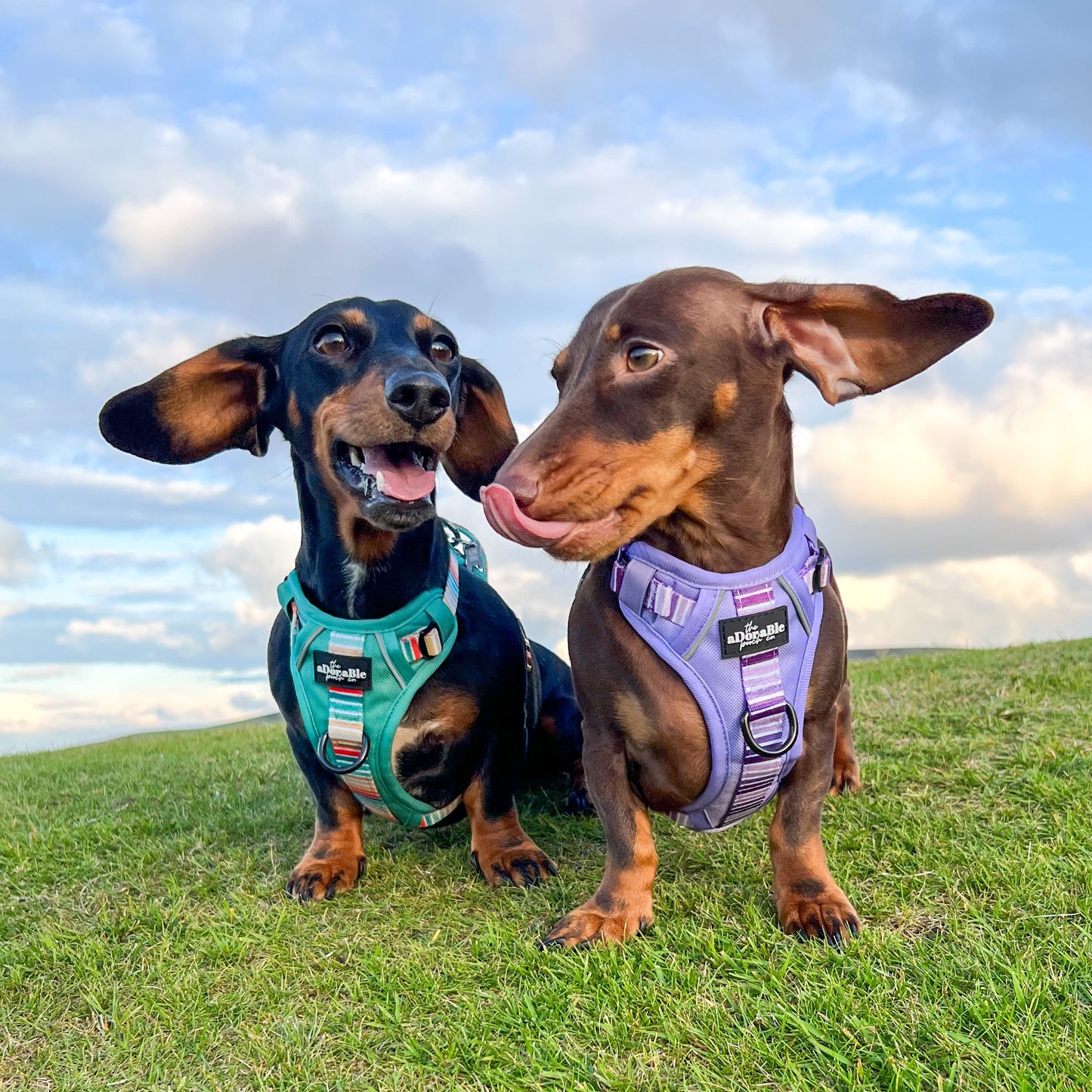 Hike & Go™ Harness - Seafoam Sunset